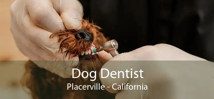Dog Dentist Placerville - California
