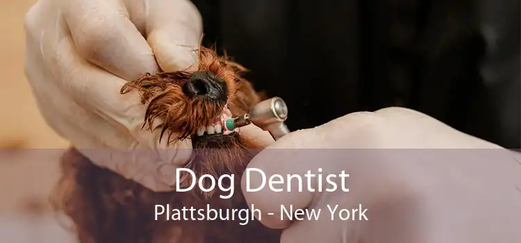 Dog Dentist Plattsburgh - New York