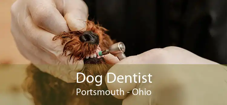 Dog Dentist Portsmouth - Ohio