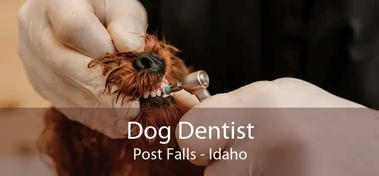Dog Dentist Post Falls - Idaho