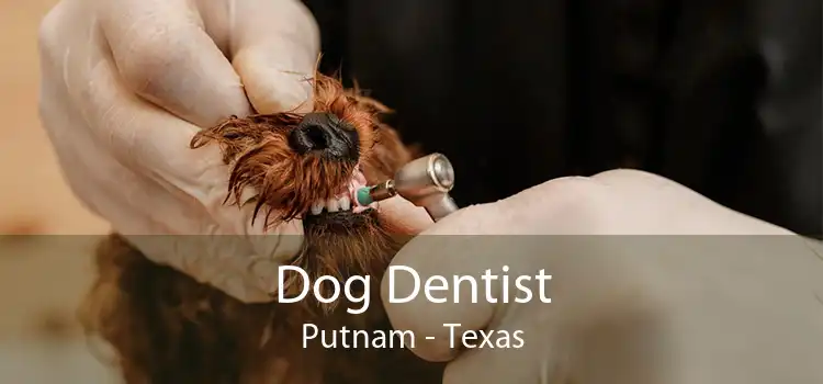 Dog Dentist Putnam - Texas