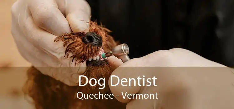 Dog Dentist Quechee - Vermont