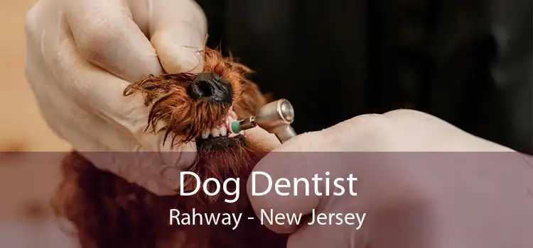 Dog Dentist Rahway - New Jersey