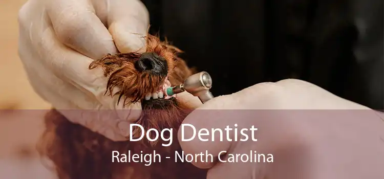 Dog Dentist Raleigh - North Carolina