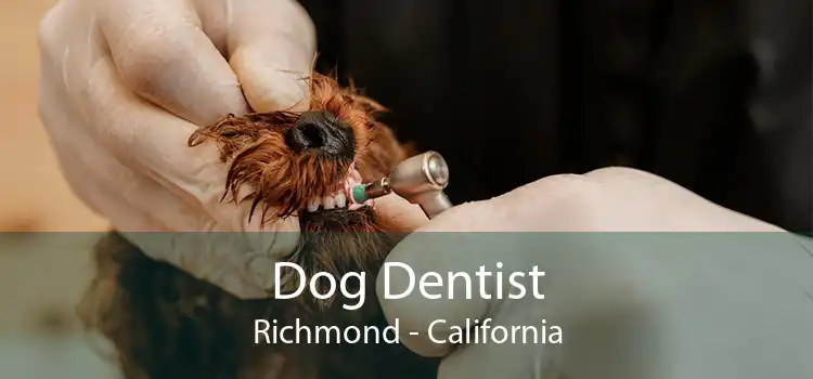 Dog Dentist Richmond - California