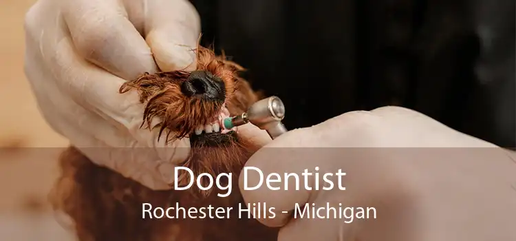 Dog Dentist Rochester Hills - Michigan