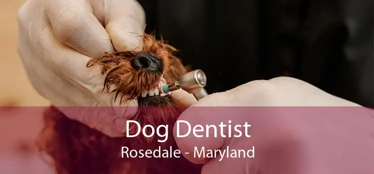 Dog Dentist Rosedale - Maryland