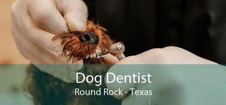 Dog Dentist Round Rock - Texas