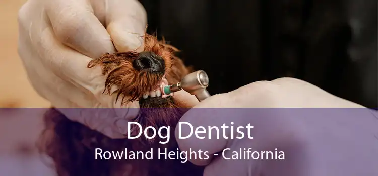 Dog Dentist Rowland Heights - California