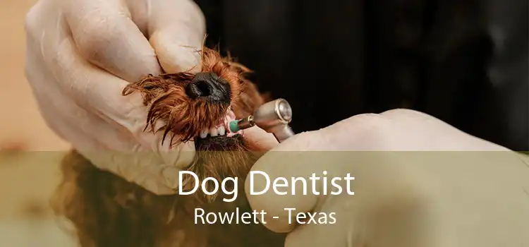 Dog Dentist Rowlett - Texas