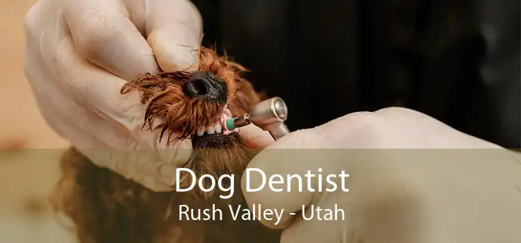 Dog Dentist Rush Valley - Utah