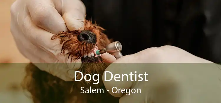 Dog Dentist Salem - Oregon