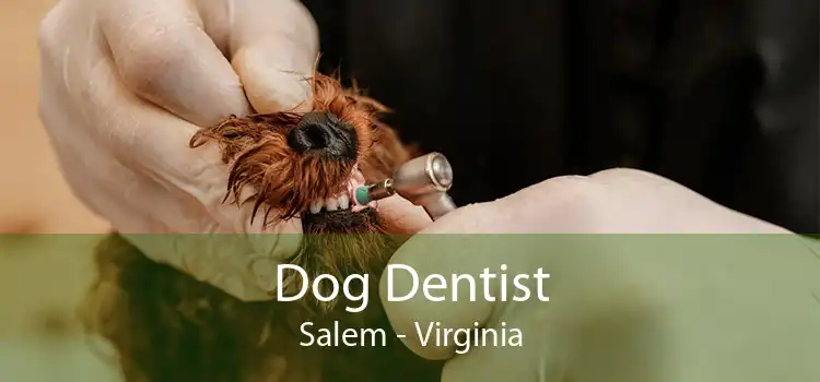 Dog Dentist Salem - Virginia