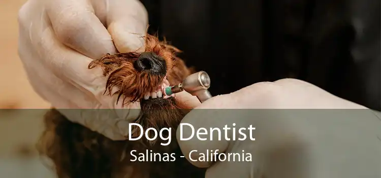 Dog Dentist Salinas - California