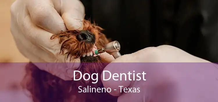 Dog Dentist Salineno - Texas