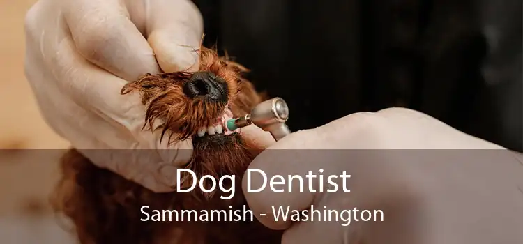 Dog Dentist Sammamish - Washington