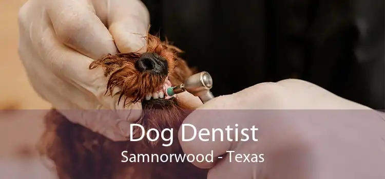 Dog Dentist Samnorwood - Texas