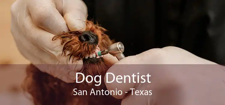 Dog Dentist San Antonio - Texas