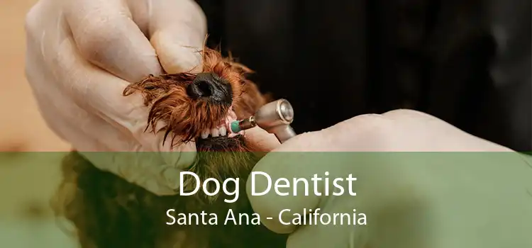 Dog Dentist Santa Ana - California