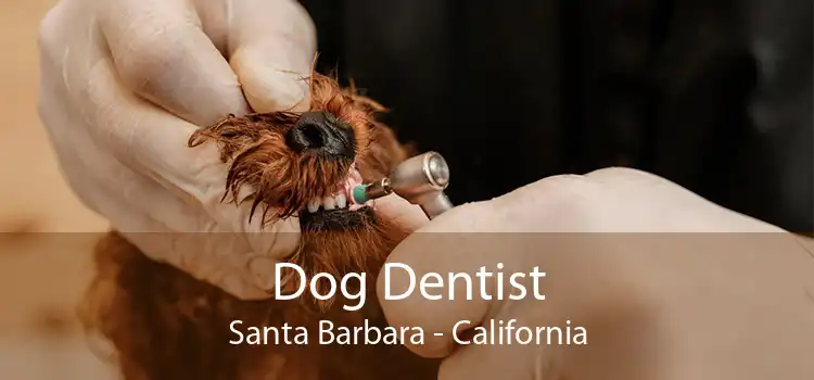 Dog Dentist Santa Barbara - California