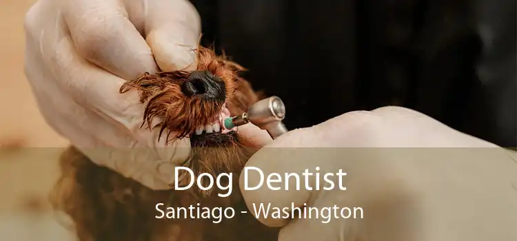 Dog Dentist Santiago - Washington