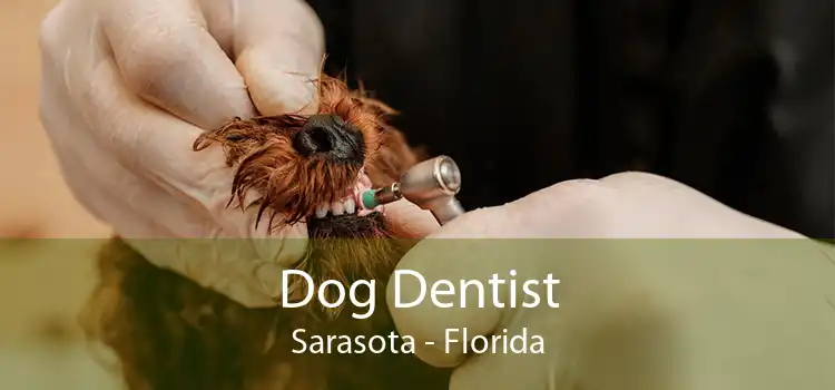 Dog Dentist Sarasota - Florida