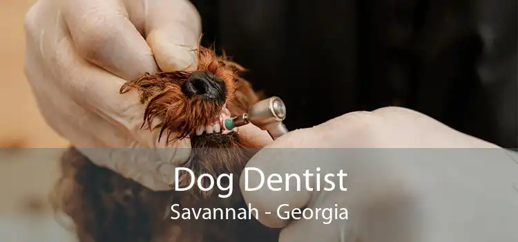 Dog Dentist Savannah - Georgia