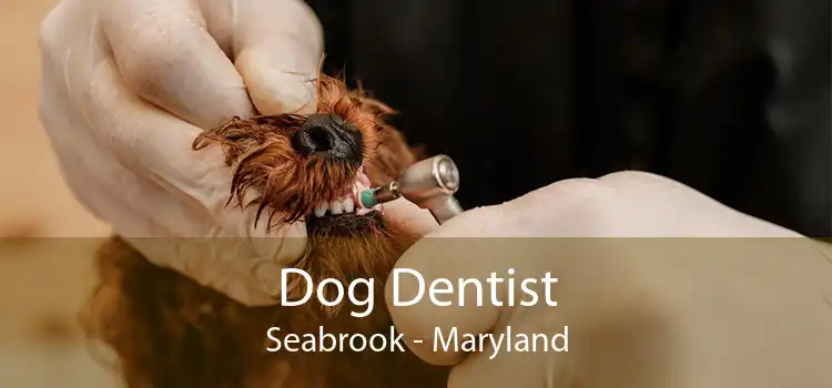 Dog Dentist Seabrook - Maryland