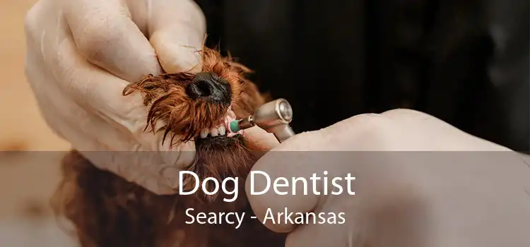 Dog Dentist Searcy - Arkansas