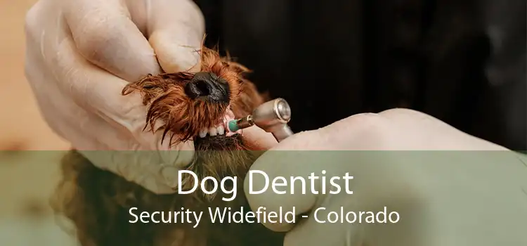 Dog Dentist Security Widefield - Colorado