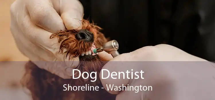 Dog Dentist Shoreline - Washington