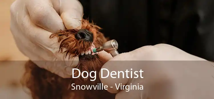 Dog Dentist Snowville - Virginia