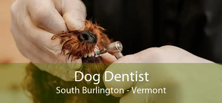 Dog Dentist South Burlington - Vermont