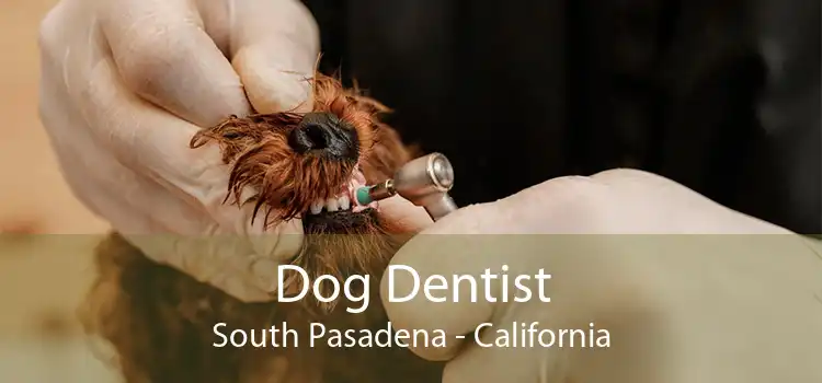 Dog Dentist South Pasadena - California