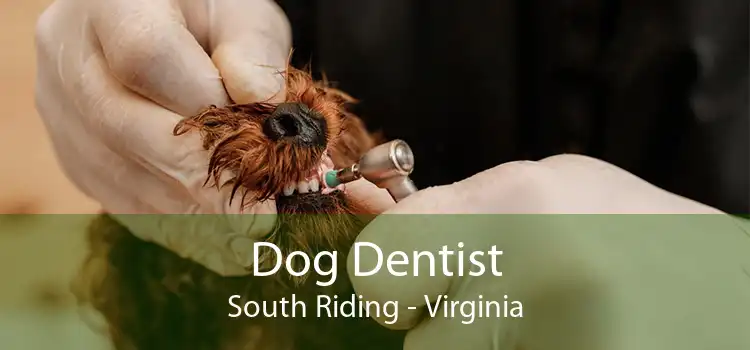 Dog Dentist South Riding - Virginia