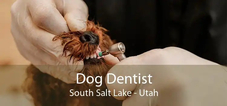 Dog Dentist South Salt Lake - Utah