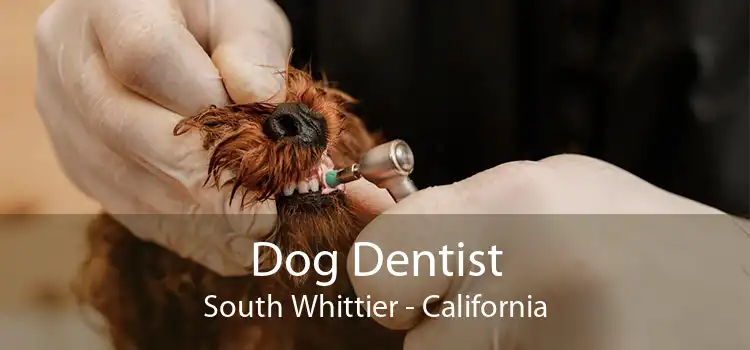 Dog Dentist South Whittier - California