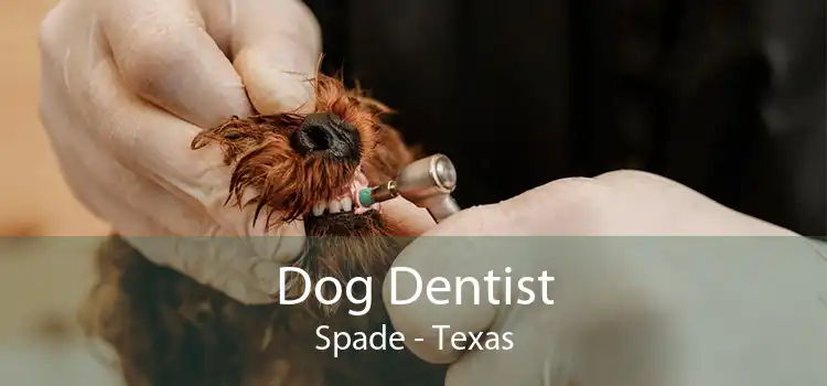 Dog Dentist Spade - Texas