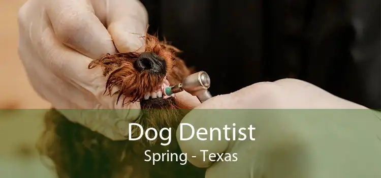 Dog Dentist Spring - Texas