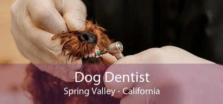 Dog Dentist Spring Valley - California