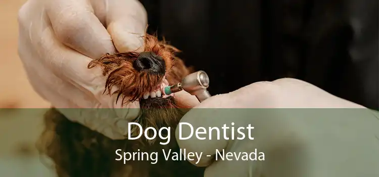 Dog Dentist Spring Valley - Nevada