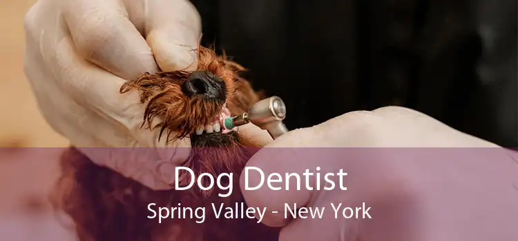 Dog Dentist Spring Valley - New York