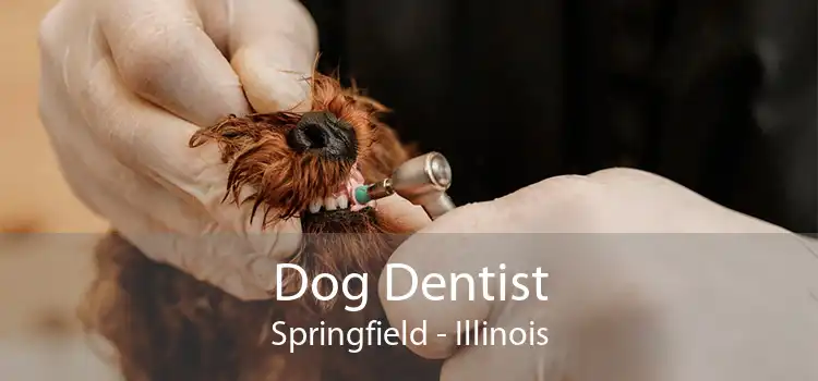 Dog Dentist Springfield - Illinois