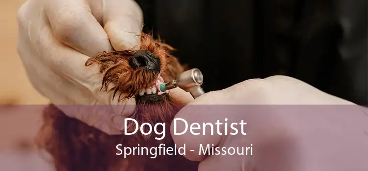 Dog Dentist Springfield - Missouri