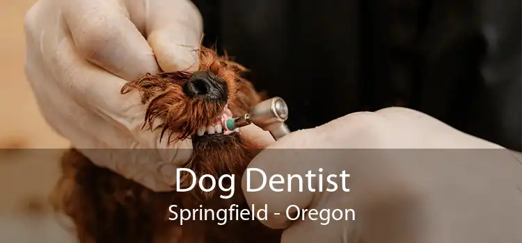 Dog Dentist Springfield - Oregon