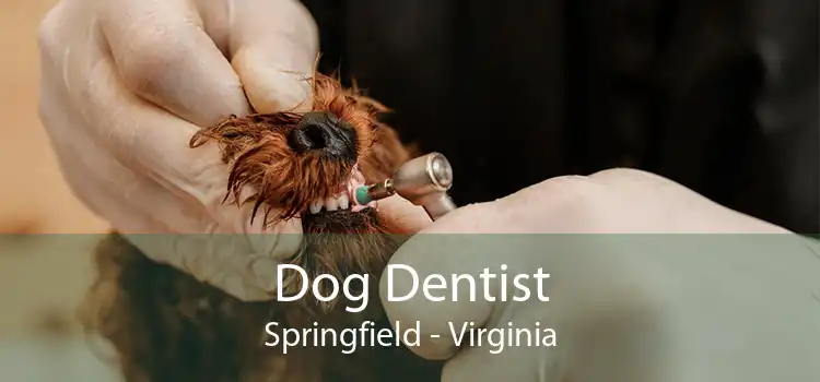 Dog Dentist Springfield - Virginia