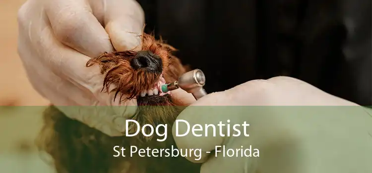 Dog Dentist St Petersburg - Florida