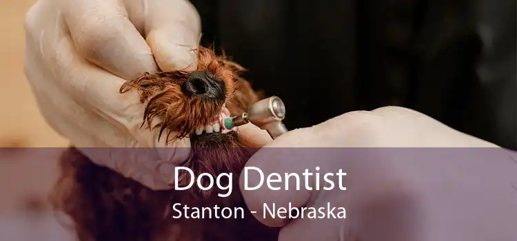 Dog Dentist Stanton - Nebraska