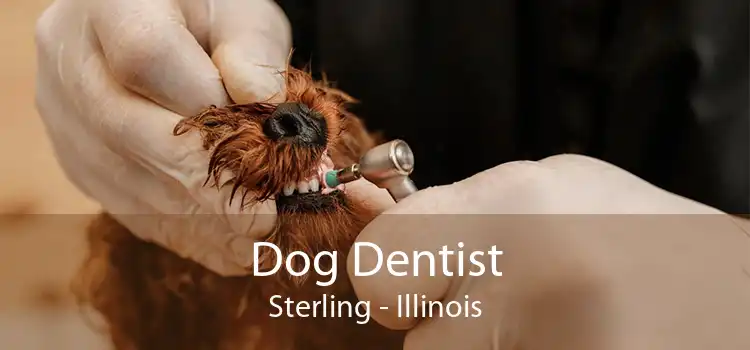 Dog Dentist Sterling - Illinois