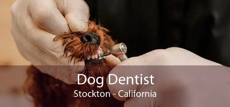Dog Dentist Stockton - California